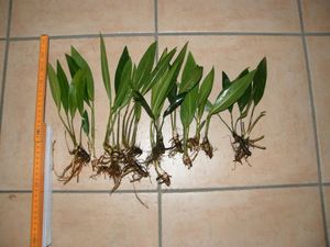 1 lose Pflanze Anubia Congensis, Wasserpflanzen