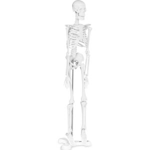 Mini model kostry človeka - mierka 1:4 (45 cm) | PHY-SK-6