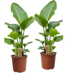 Plant in a Box - Strelitzia Nicolai - Weißer Paradiesvogelblume - 2er Set - Zimmerpflanzen - Topf 17cm - Höhe 55-70cm