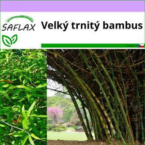 SAFLAX - Velký trnitý bambus - Dendrocalamus arundinacea - 50 Semena