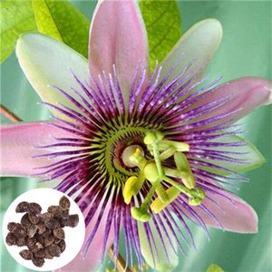 100 Stück/Beutel Passiflora Incarnata Samen Schöne kleine, einfach zu pflanzende seltene Passiflora Incarnata Obstpflanzen Samen für den Garten