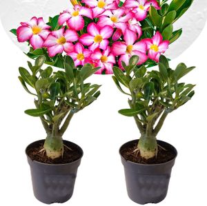 Plant in a Box - Adenium Obesum - 2er Set - Wüstenrosen - Topf 10,5cm - Höhe 25-40cm - Zimmerpflanzen