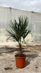 Chinesische Hanfpalme 130 - 160 cm Trachycarpus fortunei - winterharte Palme