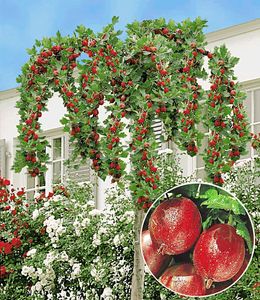 BALDUR-Garten Stachelbeer-Stämmchen "Captivator", 1 Stamm Ribes uva crispa Beerenobst, winterhart, mehrjährig, pflegeleicht, reiche Ernte an essbaren Früchten