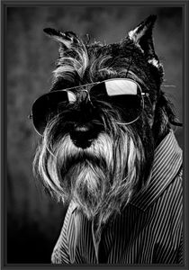 Lustiger Hund mit Hemd und Sonnenbrille, Monochrome im Schattenfugen Bilderrahmen / Format: 100x70 im Schattenfugen-Bilderrahmen / Kunstdruck auf hochwertigem Galeriekarton / hochwertige Leinwandbild Alternative
