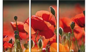 Mohnblumen Poster Leinwandbild Auf Keilrahmen - Rote Mohnblumen, Blüten Und Knospen, 3-Teilig (80 x 120 cm)