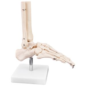 Anatomie Skelett Modell Lebensgroß Anatomisches Knochen Modell des Menschlichen Fuss Fuß mit Beweglichem Gelenken medmod