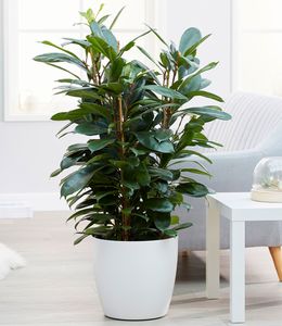 BALDUR-Garten Afrikanischer Feigenbaum ca. 100-110 cm hoch, 1 Pflanze, Ficus cyathistipula, Zimmerpflanze luftreinigend, Grünpflanze, mehrjährig - frostfrei halten