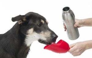 Kong H2O Trinkflasche aus Edelstahl Rosa