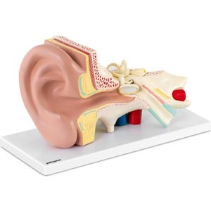 model ucha physa - možno rozložiť na 4 časti - trojnásobne zväčšené