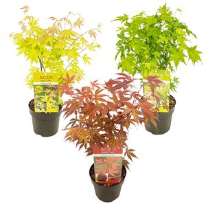 3x Japanischer Ahorn \'Acer\' Mix | Orange Dream, Atropurpureum, Going Green - Freilandpflanze im Anzuchttopf ⌀13 cm - Höhe ↕30-40 cm