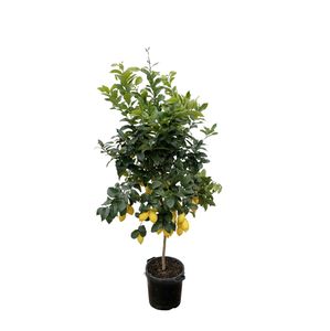 Obstbaum – Zitronenbaum (Citrus Lemon) – Höhe: 210 cm – von Botanicly