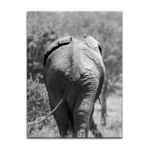 Bilder günstig online kaufen Elefanten