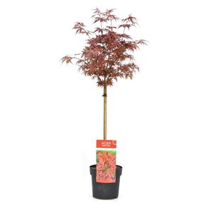 Plant in a Box - Acer palmatum 'Shaina' - Japanischer Ahornbaum winterhart - Rote Blätter - Topf 19cm - Höhe 80-90cm