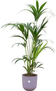 Kentia-Palme - Forstersche Kentia - Zimmerpflanze - Ø26cm - ↨160cm + Topf Jazz Flieder