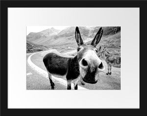 Lustiger Esel auf Straße in den Bergen, MonochromeBilderrahmen mit Galerie-Passepartout / Format: 38x30cm / gerahmt / hochwertige Leinwandbild Alternative