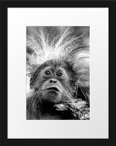 Lustiger Baby Orang-Utan mit Rinde, MonochromeBilderrahmen mit Galerie-Passepartout / Format: 38x30cm / gerahmt / hochwertige Leinwandbild Alternative