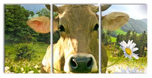 Nahaufnahme Kuh mit Margerite, XXL Leinwandbild in Übergröße 240x120cm Gesamtmaß 3 teilig / Wandbild / Kunstdruck