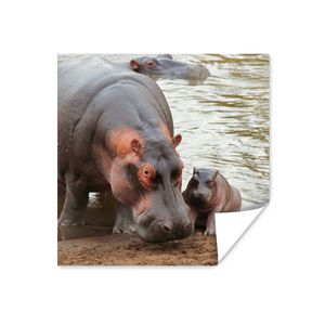 MuchoWow® Poster Tiere - Nilpferde - Baby 100x100 cm - Babyzimmer