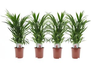 Plant in a Box - Dypsis Lutescens - Areca Goldfruchtpalme - 4er Set - Zimmerpflanzen - Goldfruchtpalmen - Luftreinigende palmen - Topf 17cm - Höhe 60-70cm
