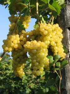 Vitis vinifera Primus - kernlose Weintraube Primus