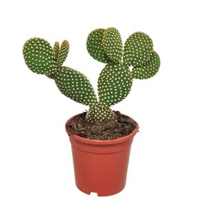Kaktus – Ohrenkaktus (Opuntia microdasys) – Höhe: 40 cm – von Botanicly