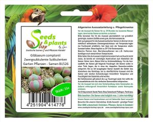 15x Gibbaeum comptonii Zwergsukkulente Sukkulenten Garten Pflanzen - Samen B1526