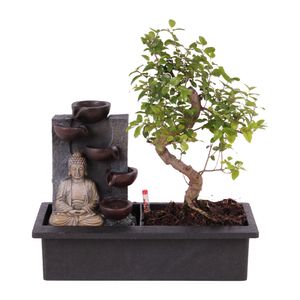 Bonsai von Botanicly – Bonsai Mix – Höhe: 30 cm