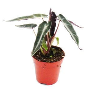 Mini-Pflanze - Alocasia - Pfeilblatt - Ideal für kleine Schalen und Gläser - Baby-Plant im 5,5cm Topf