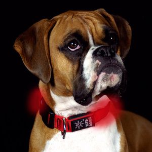 Nite Ize LED Hundehalsband beleuchtet Kleines Band (25,4-33cm) - rotes Licht