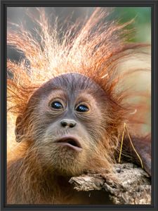 Lustiger Baby Orang-Utan mit Rinde im Schattenfugen Bilderrahmen / Format: 80x60 im Schattenfugen-Bilderrahmen / Kunstdruck auf hochwertigem Galeriekarton / hochwertige Leinwandbild Alternative