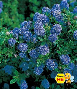 Immergrüne Säckelblume Blauer Ceanothus 'Blue Mound', 1 Pflanze Kalifornischer Flieder winterhart