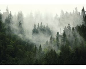Fototapete Wald Im Nebel (368x254 cm - 4 Bahnen) inkl. Kleister Natur Landschaft Bäume Wohnzimmer Schlafzimmer Wandtapete Vlies Tapete Motivtapeten UV-Beständig  Montagefertig