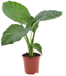 Plant in a Box - Alocasia macrorrhiza - Elefantenohr - Pfeilblatt - Zimmerpflanze - Grüne Zimmerpflanzen - Topf 17cm - Höhe 60-70cm