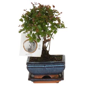 Bonsai von Botanicly – Sageretia Bonsai – Höhe: 15 cm