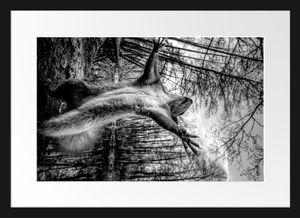 Lustiges Eichhörnchen steht im Wald, MonochromeBilderrahmen mit Galerie-Passepartout / Format: 55x40cm / gerahmt / hochwertige Leinwandbild Alternative