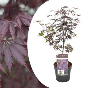 Plant in a Box - Acer palmatum 'Black Lace' - Japanischer Ahornbaum - Winterhart - Topf 19cm - Höhe 60-70cm