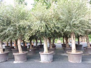 Olivenbaum 250 cm 'Pablo' Stammumfang 40 - 60 cm winterharte Olive, Olea europaea