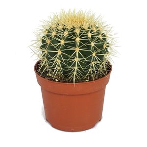 Echinocactus grusonii - Krzeslo tesciowej - w doniczce 12 cm