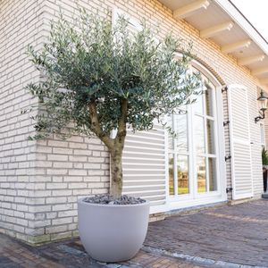 Olivenbaum Olea Lorc - 190 cm  / stielumfang 30-40cm