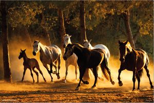 Andalusier - Pferde Tier Poster Druck - Größe 91,5x61 cm