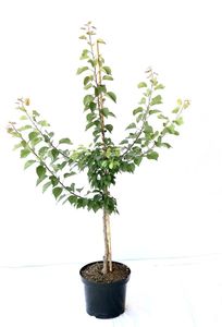 Ungarische Beste Buschbaum 110-140 cm im 7,5 L Topf auf INRA 2