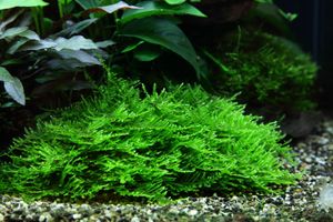 Aquarium Pflanze In Vitro 2x Moos Taxiphyllum 'Spiky' Christmas 003G TC Set