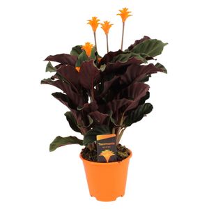 Plant in a Box - Calathea Crocata - Korbmarante - Flammendes Pfeilblatt - Luftreinigende Zimmerpflanze - Topf 14cm - Höhe 40-50cm