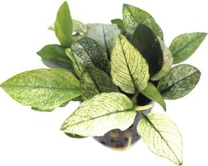 Wasserpflanze Anubias nana Pinto