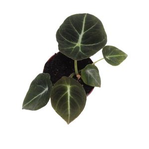 Alocasia 'Black Velvet' 20 cm - Pfeilblatt - Elefantenohr - Zimmerpflanze - Grünpflanze