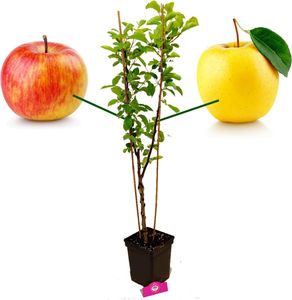 Malus Domestica 'Duo' Apfelbaum, zwei Sorten an einem Baum, 5 Liter Topf