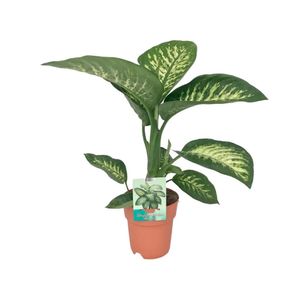 Grünpflanze – Dieffenbachie (Dieffenbachia Seguine Tropic Snow) – Höhe: 70 cm – von Botanicly