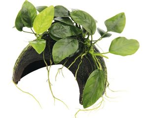 Cocoshöhle mit Anubias - Coco Cave mit Anubias nana