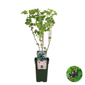 Ribes nigrum `Black Marble\' – Johannisbeere – Obstbaum – Pflegeleicht – ⌀19 cm – ↕45-55 cm